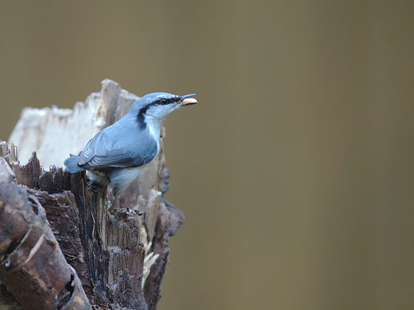 Pähkinänakkeli, Eurasian Nuthatch, Sitta europaea